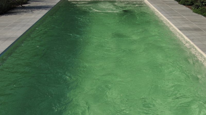 Warum wird das Wasser im Pool grün?