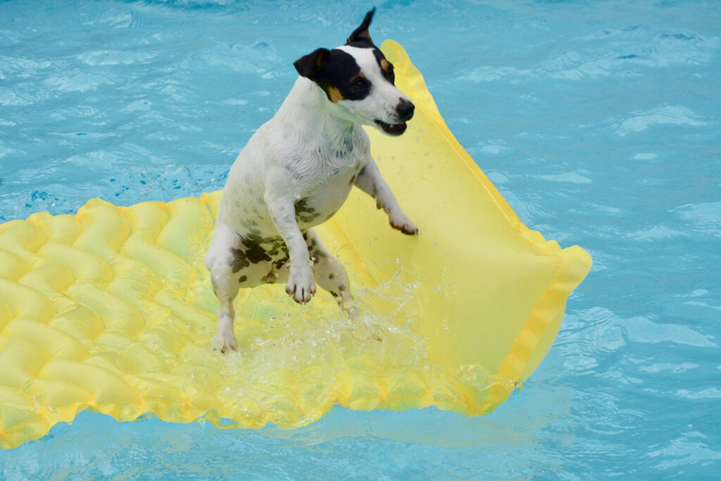 Tiersicherheit am und im Pool 3 Wenn sich Haustiere im Pool befinden, soll man sie nicht aus dem Auge lassen.