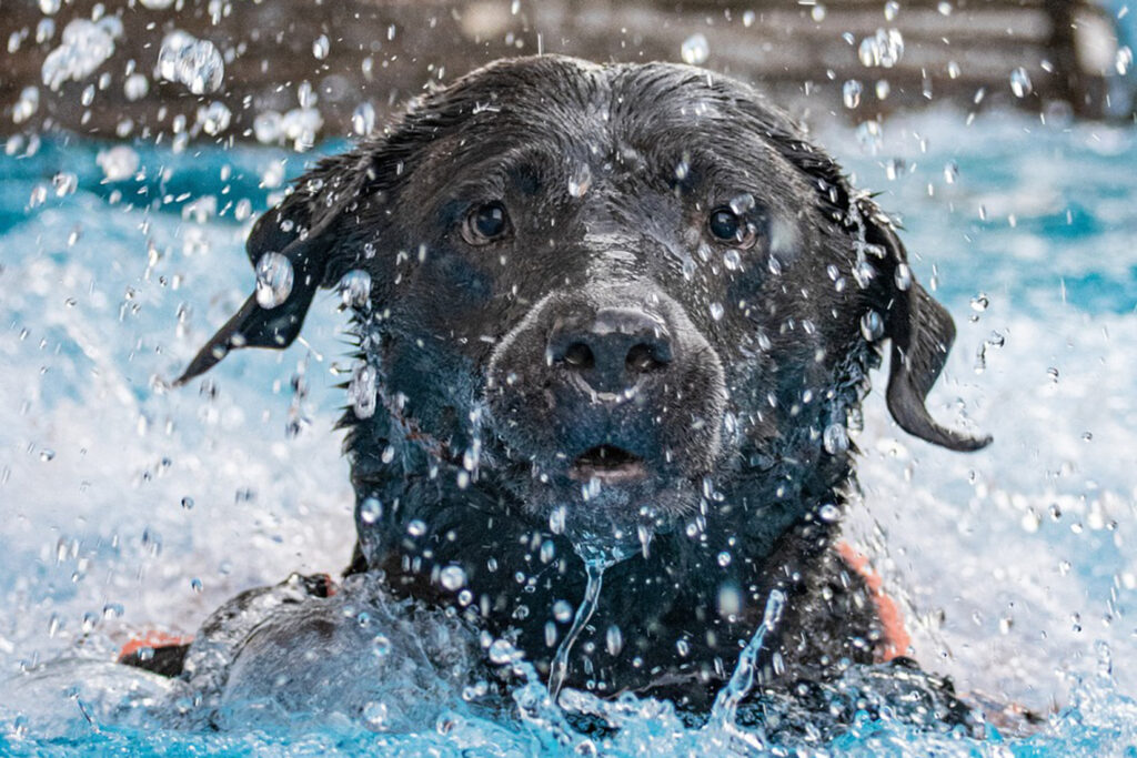 Manch Haustiere schwimmen gerne im Pool, darum ist es wichtig, den Pool regelmäßig zu reinigen.