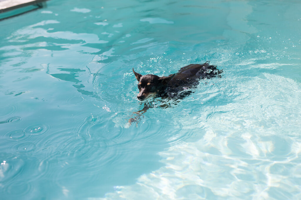 Hund schwimmt im Pool. Oft können Haustiere nicht selbständig den Pool verlassen.