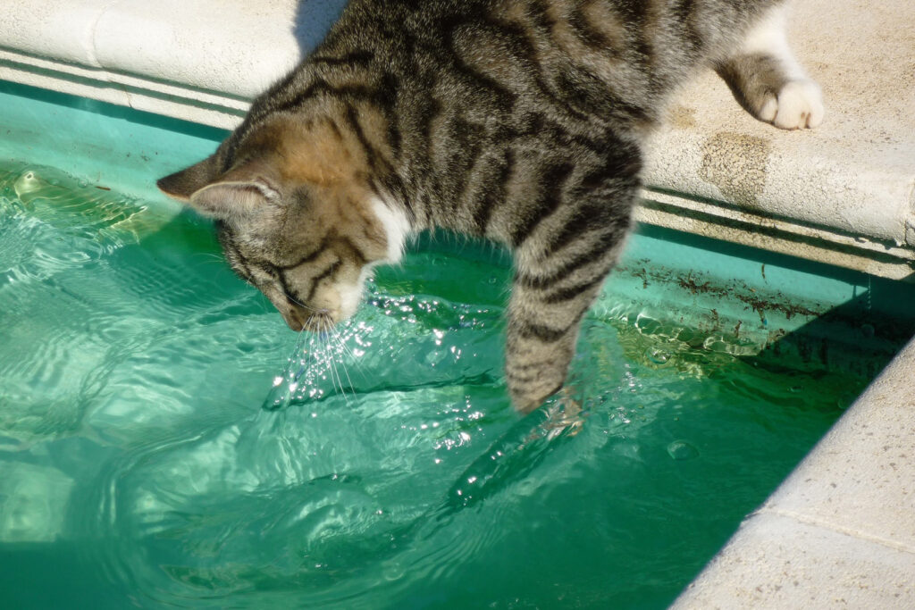 Katze am Pool
