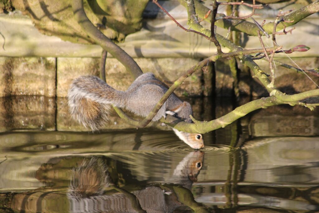 Eichhörnchen trinkt Wasser. Auch kleine Wildtiere können im Pool ertrinken. 